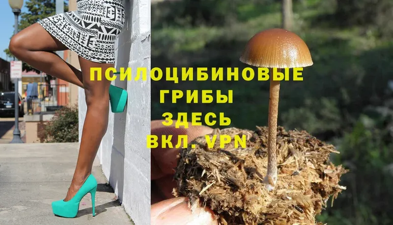 Галлюциногенные грибы Cubensis  Новоузенск 